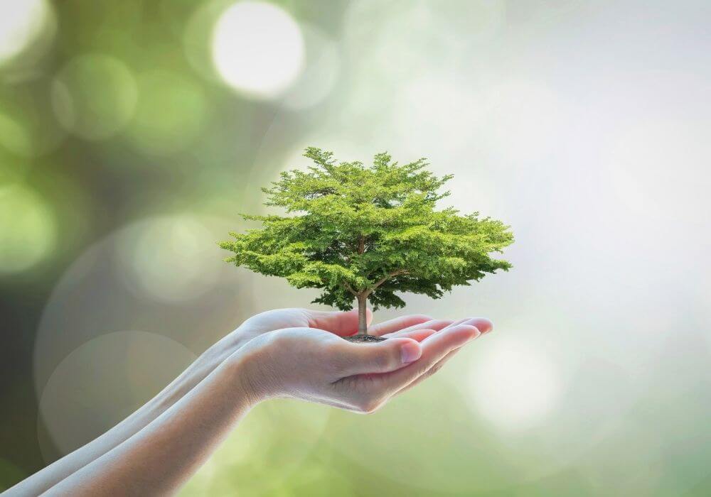 Bessere Website-Texte schreiben: 11,5 Floskeln, die Sie ersetzen sollten 3 Baum wächst in zwei Händen